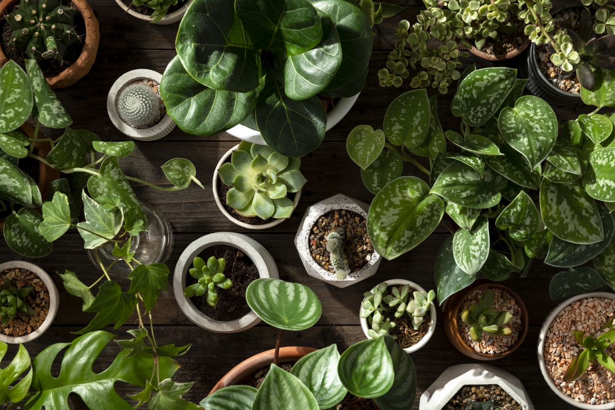 plants